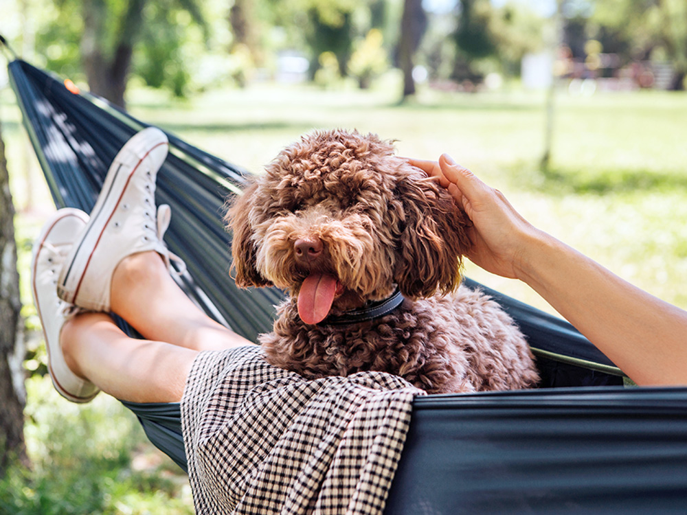 Woman petting her brown poodle dog outside in a hammock.