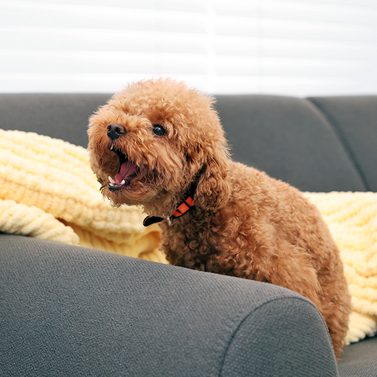 Small dog barking inside the house.