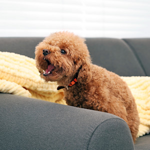 Small dog barking inside the house.