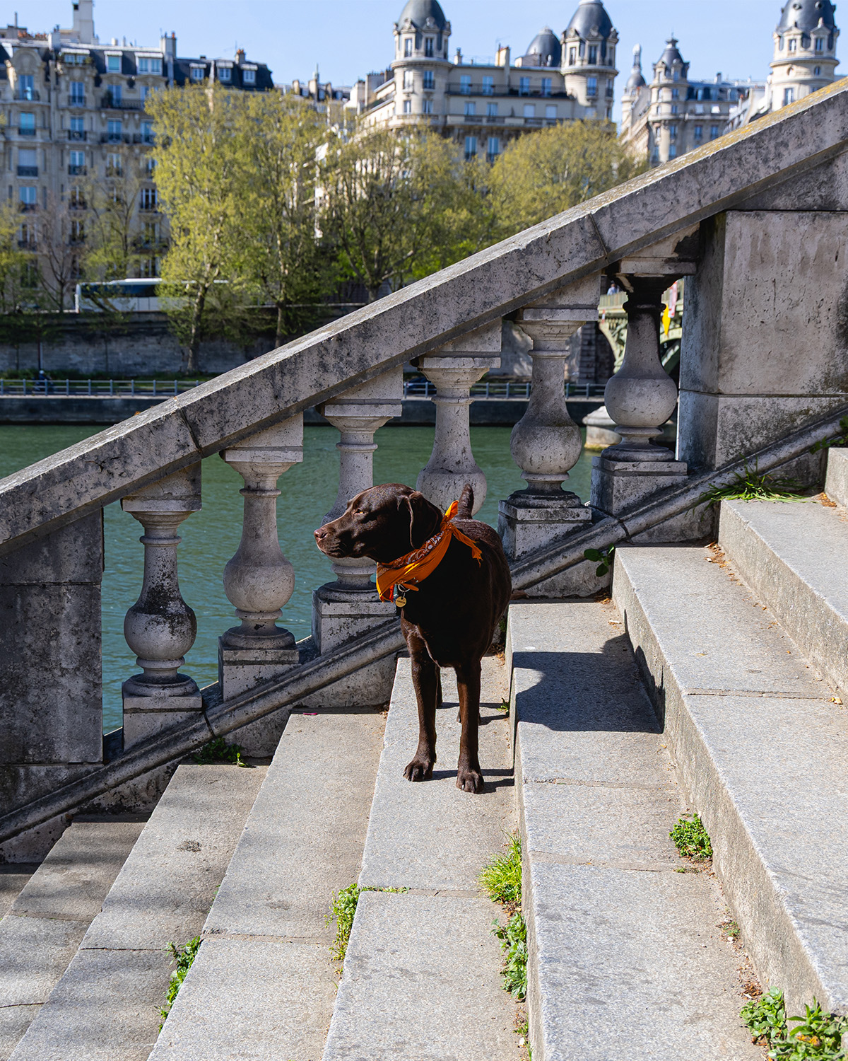 chocolate Labrador dog standing on the stairs by the seine in Paris, France