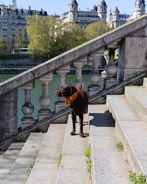 chocolate Labrador dog standing on the stairs by the seine in Paris, France