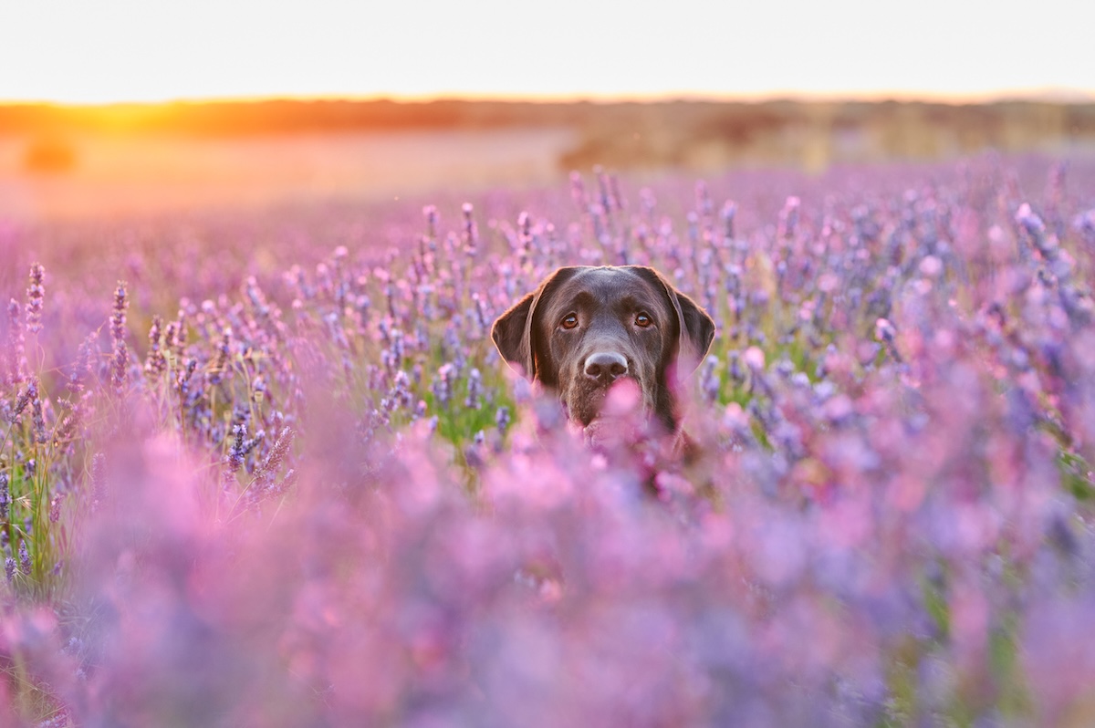 a picture of black labrador's head poking up from a lavender field