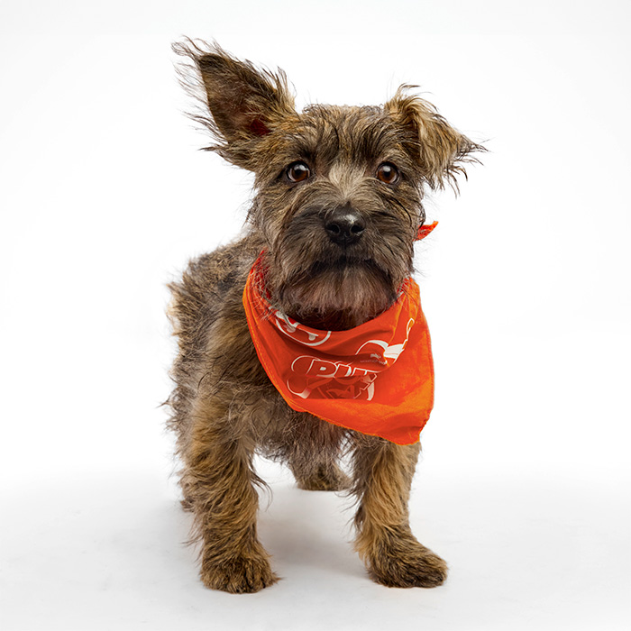 Demure Puppy Bowl 2025