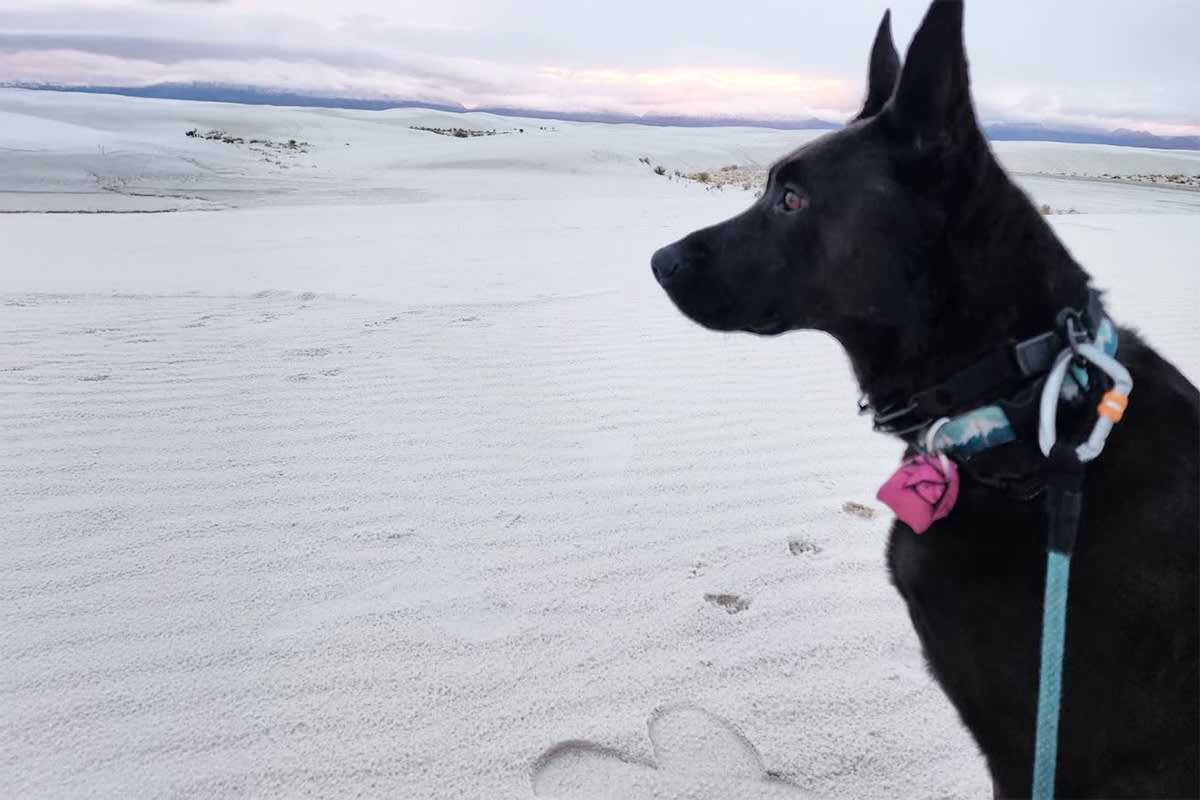 Dog at White Sands National Park