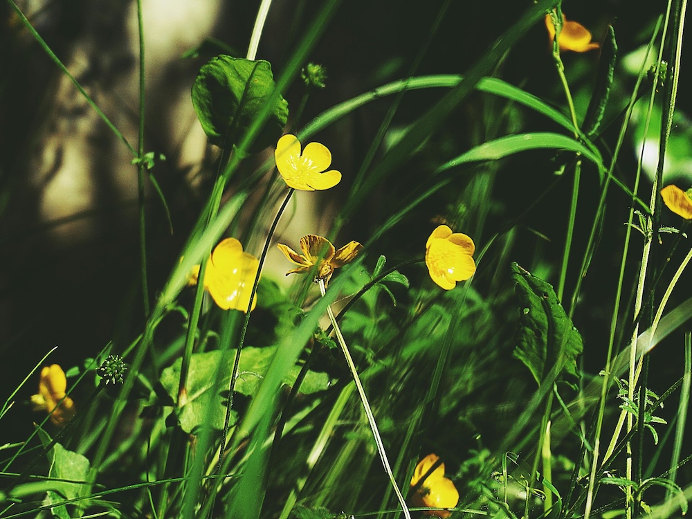 picture of buttercups
