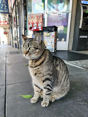 KitKat, liquor store mascot and ‘16th St. ambassador,’ killed, allegedly by Waymo.