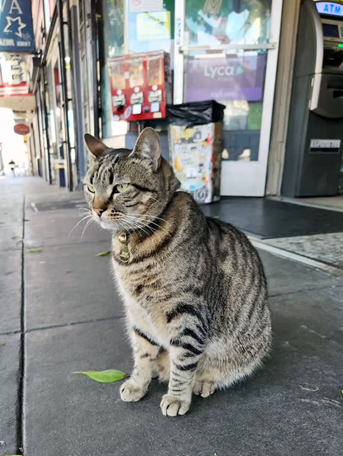 KitKat, liquor store mascot and ‘16th St. ambassador,’ killed, allegedly by Waymo.