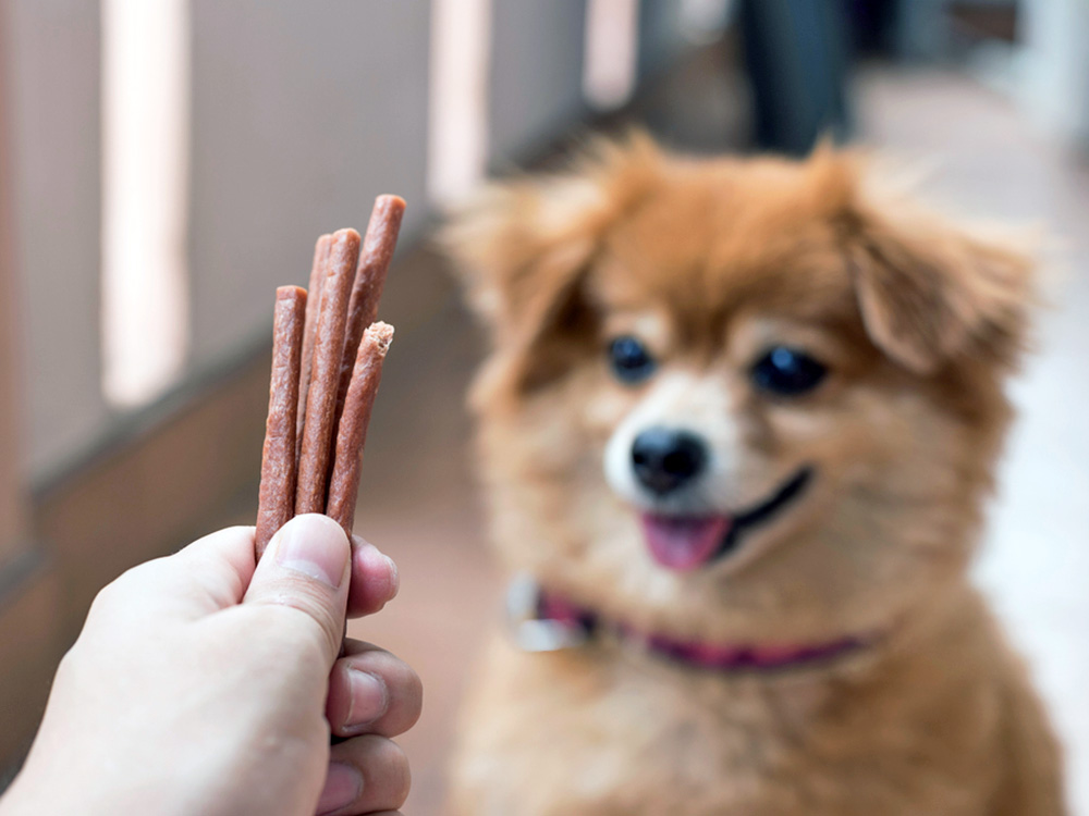 Les chiens peuvent-ils manger des Slim Gems ? Réponses vérifiées par le vétérinaire · Relation