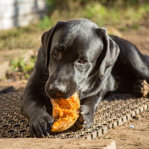 A black lab sitting outside eating a squash treat. 