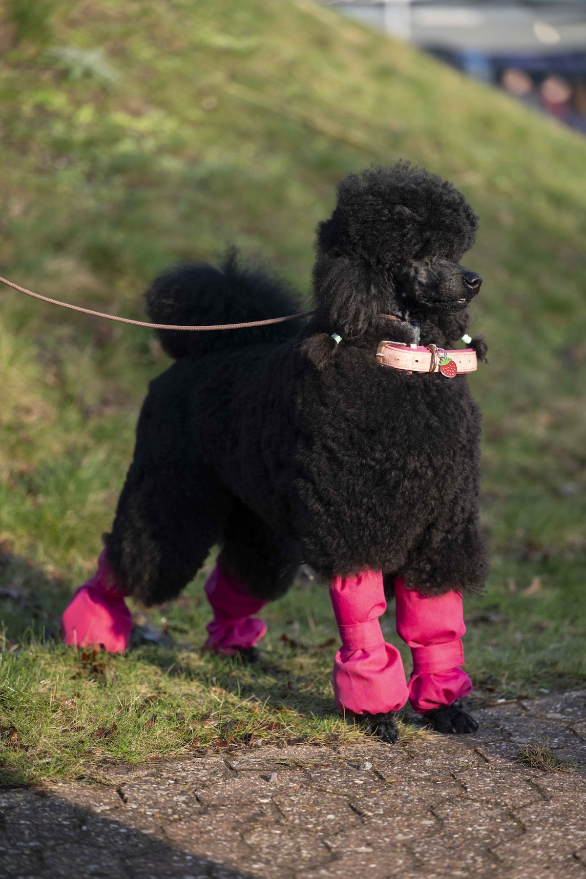 a black poodle with pink leg warmers on