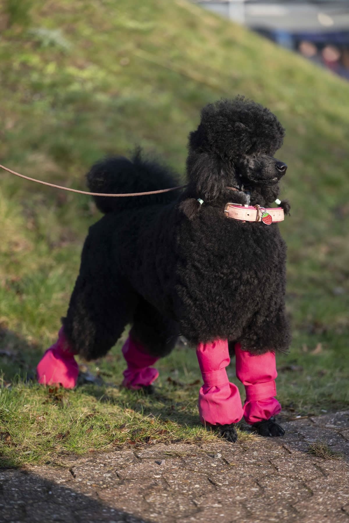 a black poodle with pink leg warmers on
