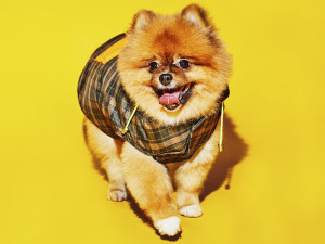 A happy looking dog with a jacket on. 