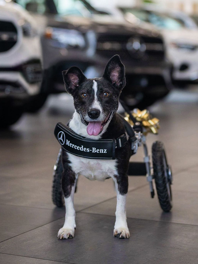 How Henry Friedman's Helped a Disabled Dog Get the Literal Mercedes-Benz of Wheelchairs · The Wildest