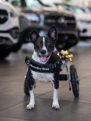Henry Friedman and Bunny’s new/custom wheelchair from Mercedes Benz.