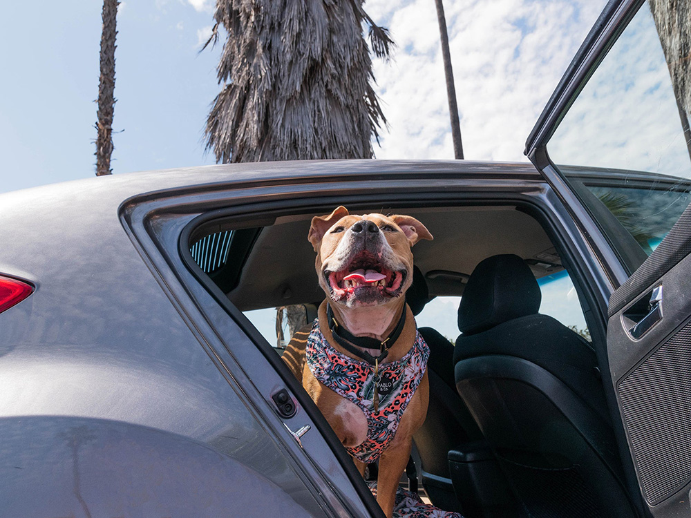 a dog sticking their head out a car 