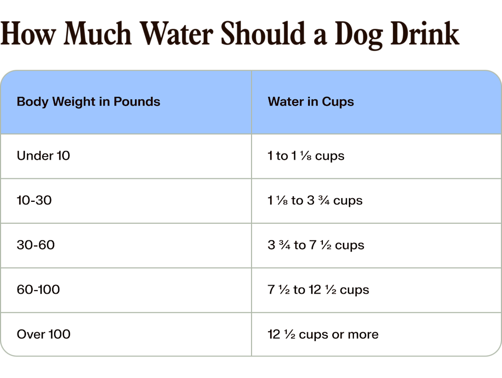 How Much Water Should A Puppy Have Detroit Chinatown how-much-water-should-a-puppy-have-detroit-chinatown
