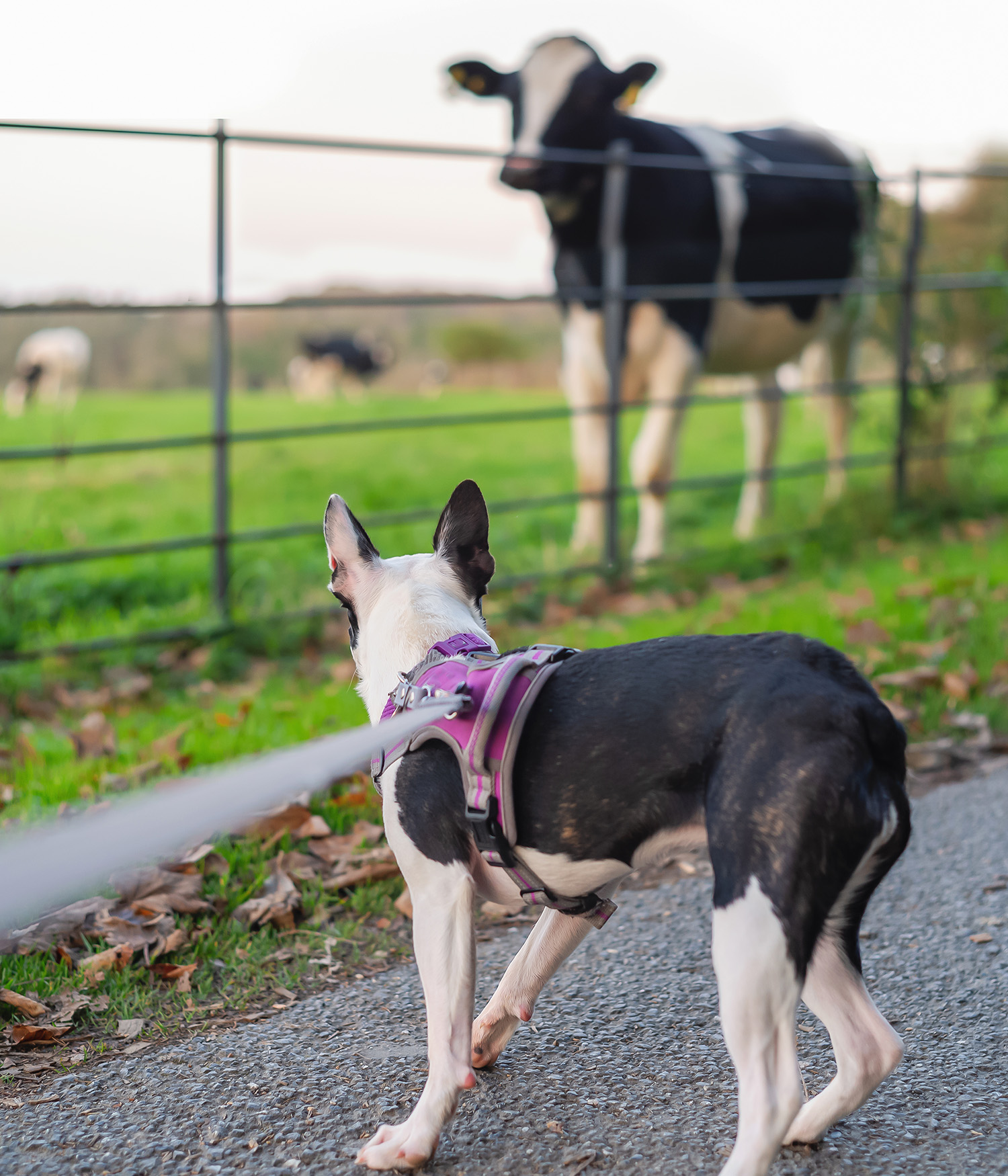 a rear view of a boxer dog looking at a cow through a fence