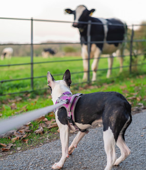 a rear view of a boxer dog looking at a cow through a fence