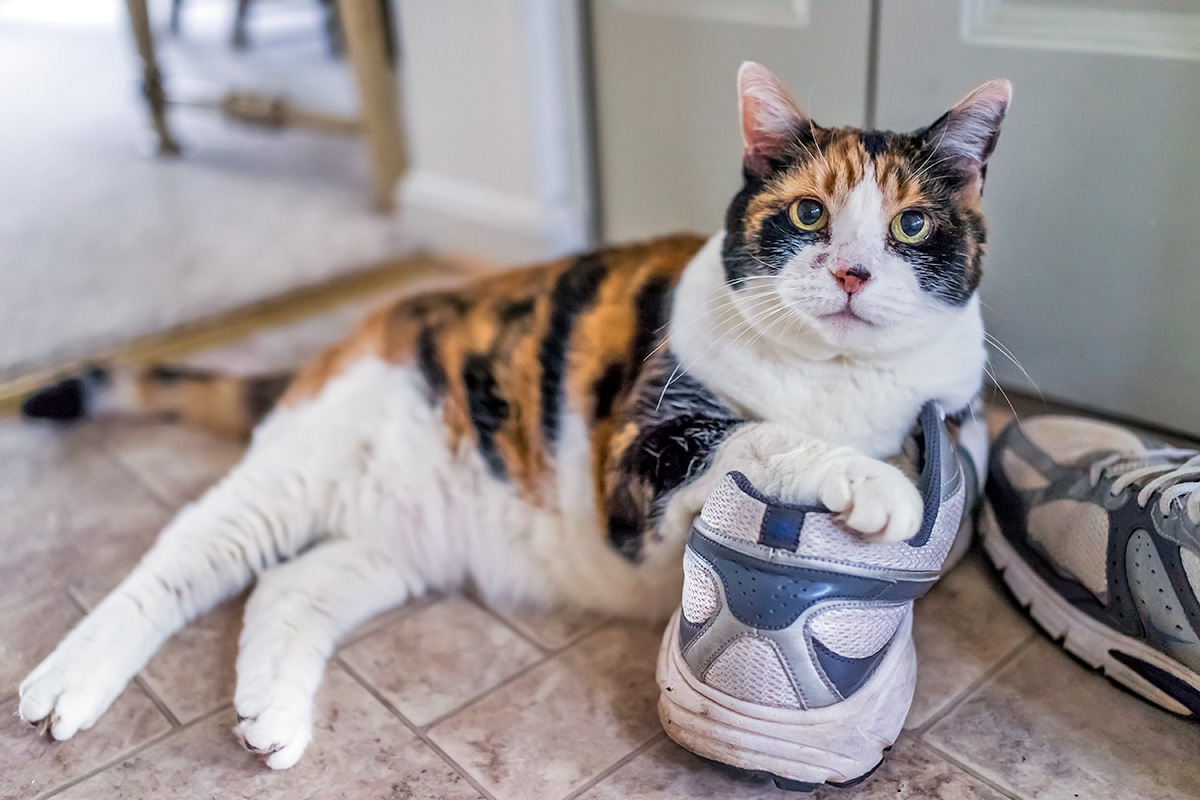 cat laying on sneaker