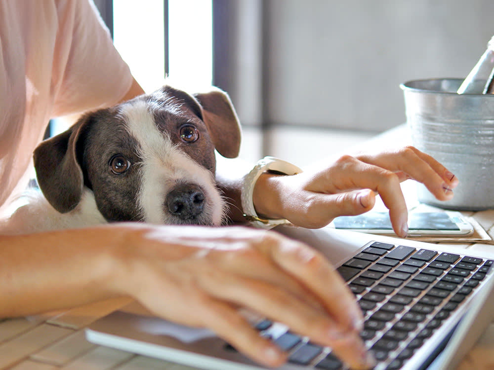 Woman shopping on her laptop with her cute dog sitting in her lap.