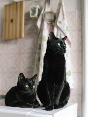 Two black cats staring out window.
