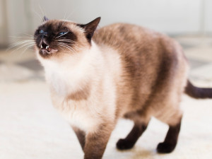 Siamese cat in the middle of sneeze
