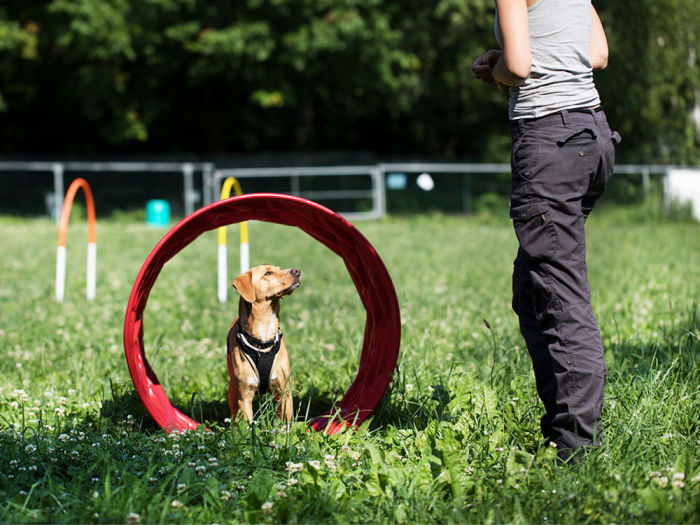A puppy practicing obstacle training courses with owner. 