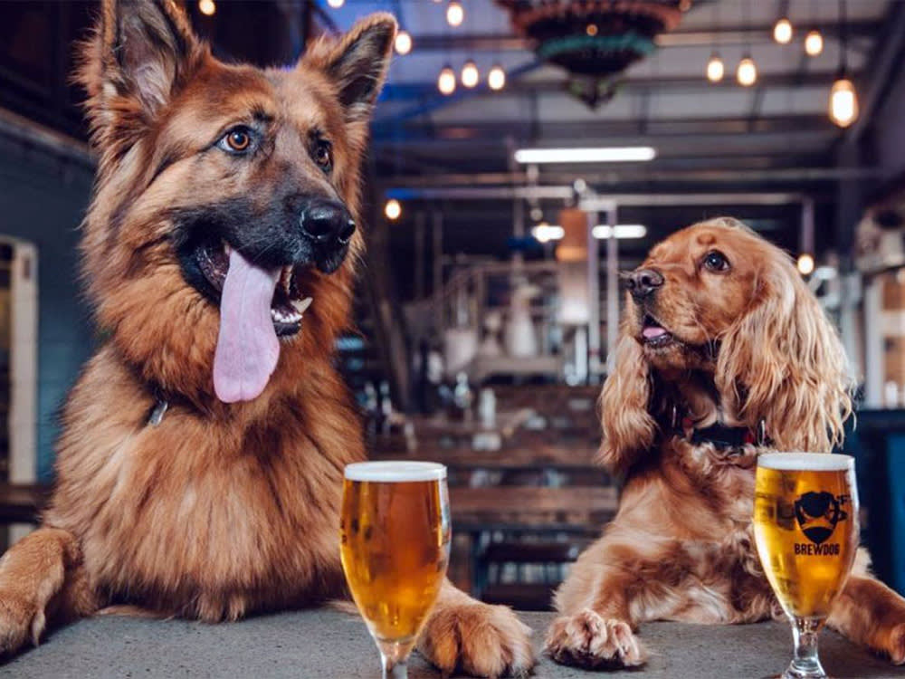 A German Shepherd and a Spaniel sitting at a pub table with their paws on the table and two beers in front of them.