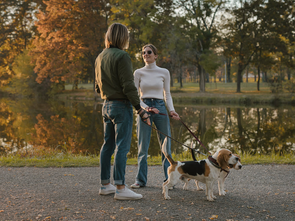 A couple walking their two Beagle dogs on leashes on a fall day
