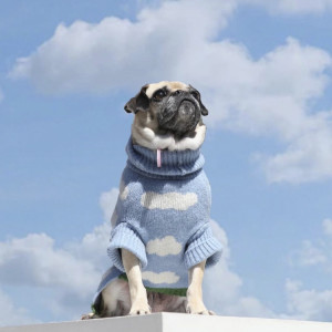 A dog with a cloud sweater from Little Beast dog clothing staring at the clouds 