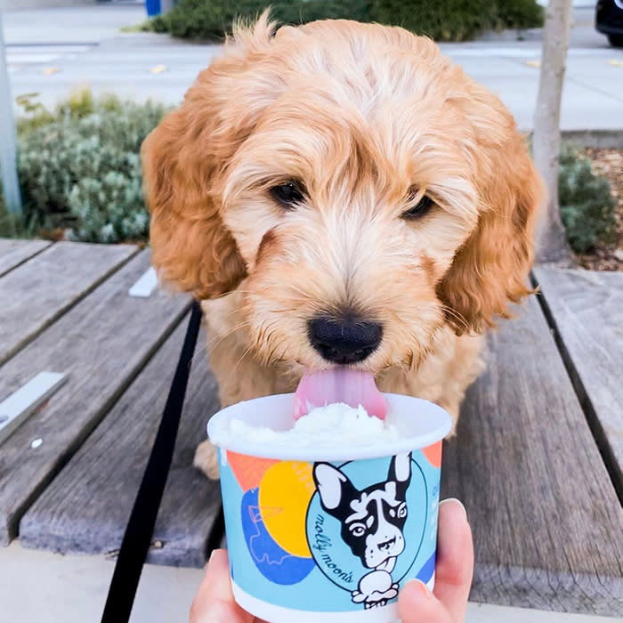 a dog eating icecream at Molly Moon