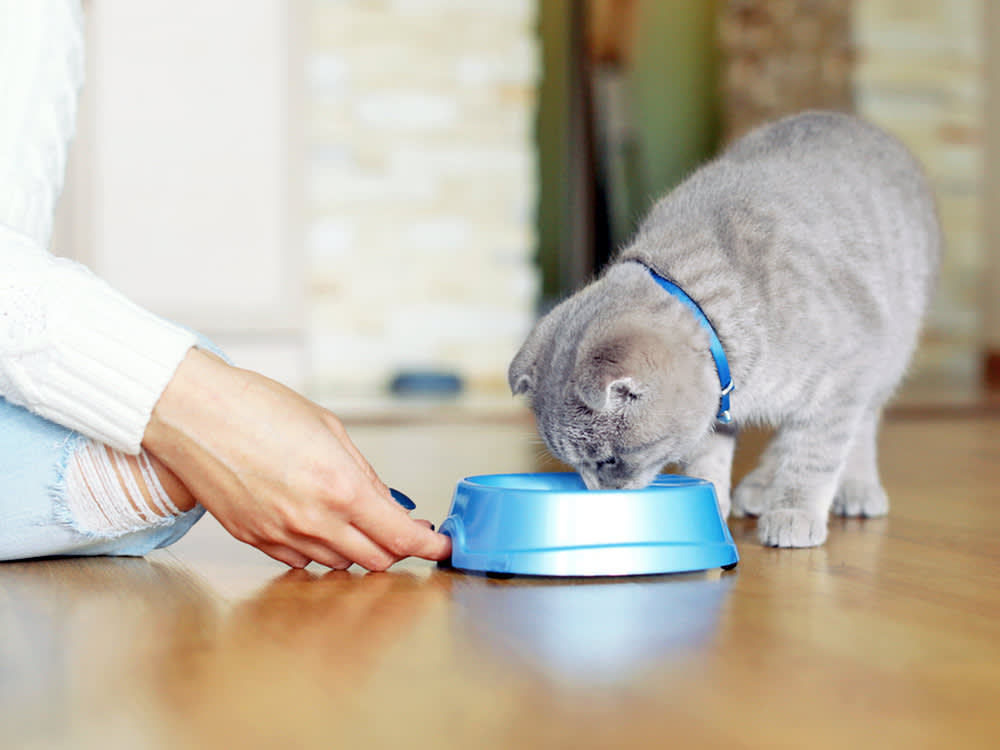 Woman feeding her kitten from a bowl at home.