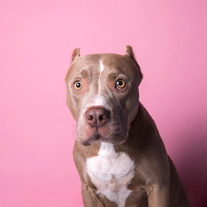 a brown dog with cropped ears