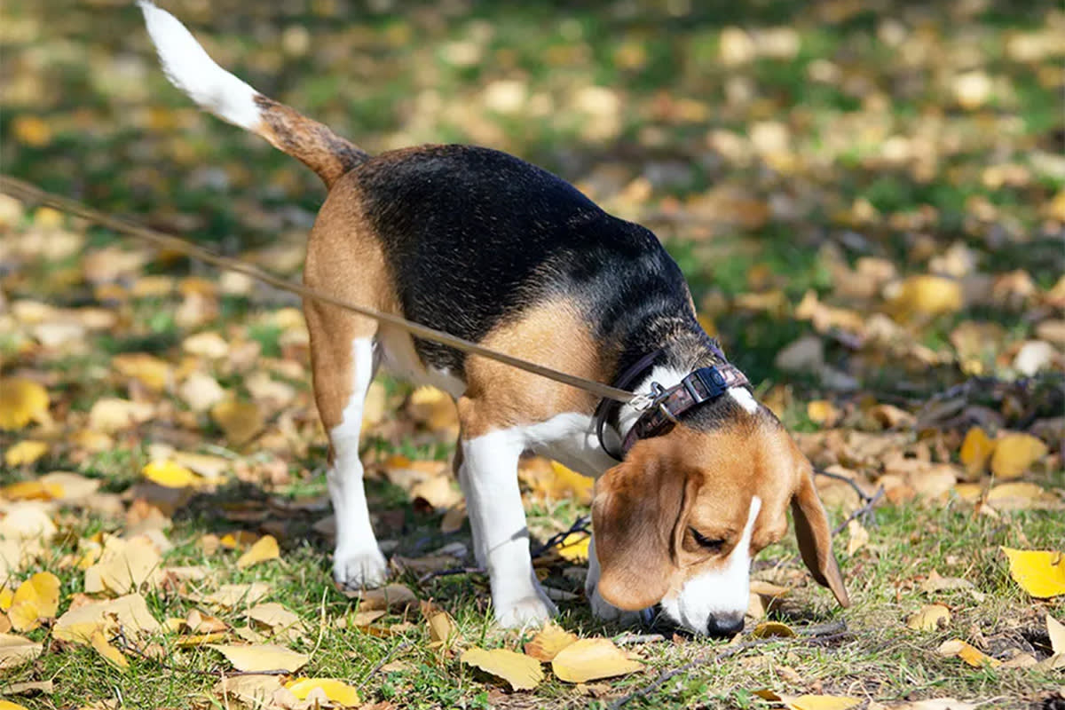 A Beagle sniffs fallen leaves.