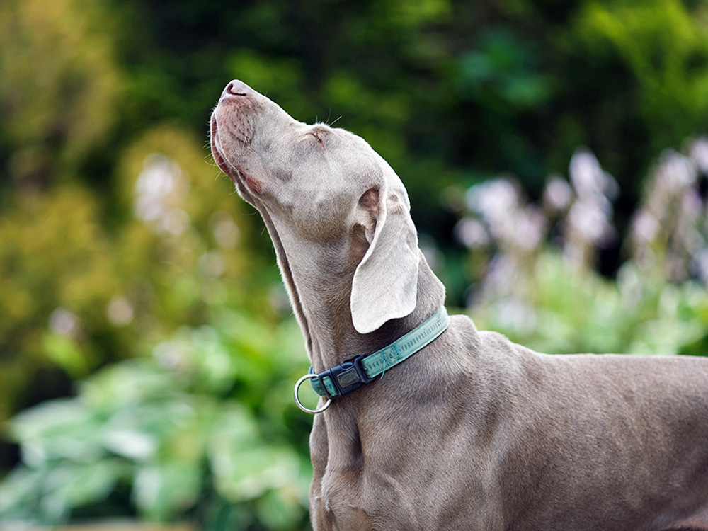 Dans quelle mesure votre chien peut-il vous sentir ? Ce qu’il faut savoir sur les renifleurs · Parenté Dans quelle mesure votre chien peut-il vous sentir ? Ce qu’il faut savoir sur les renifleurs · Parenté