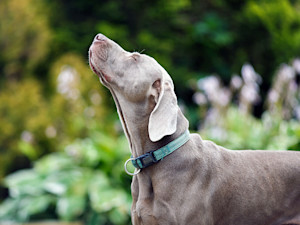 Dog smelling the air outside.