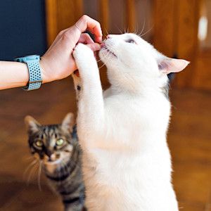 Person feeding a couple of cats at home.