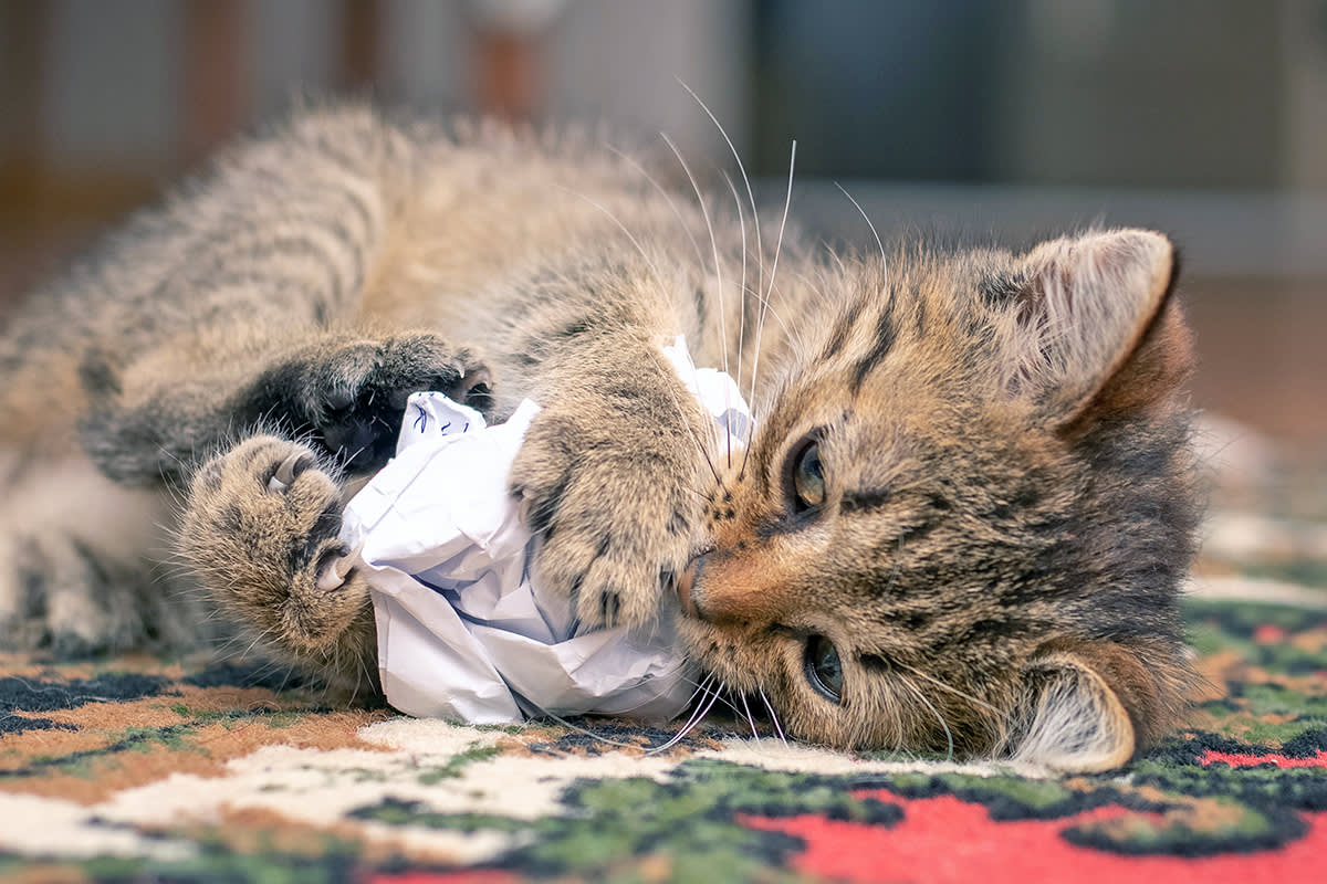 Cat ripping up paper