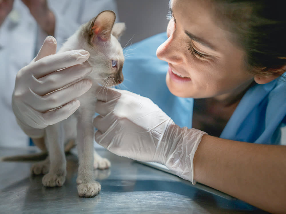 a close up picture of a smiling female vet handling a little white kitten