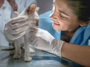 a close up picture of a smiling female vet handling a little white kitten