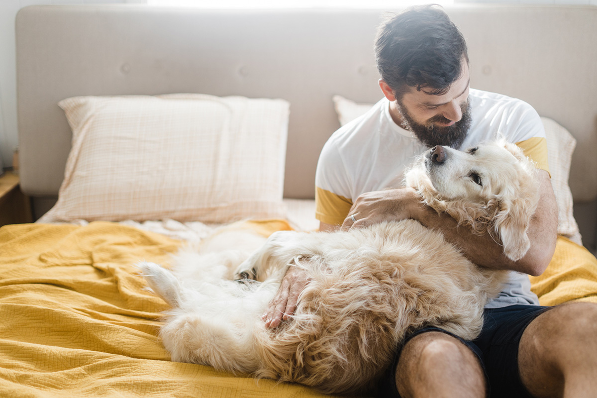 person petting senior dog
