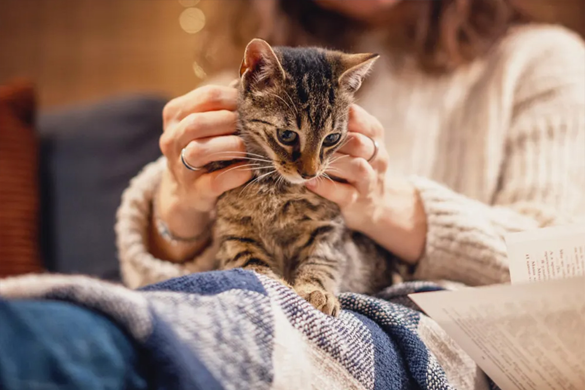 Person petting cat