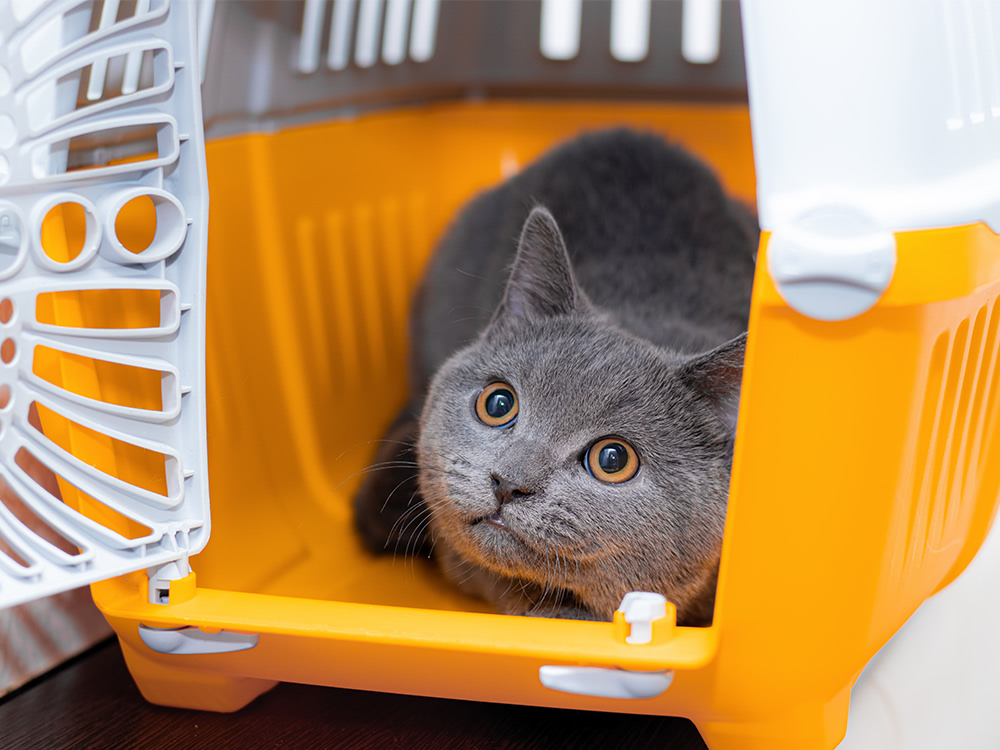 Gray cat in a yellow pet carrier