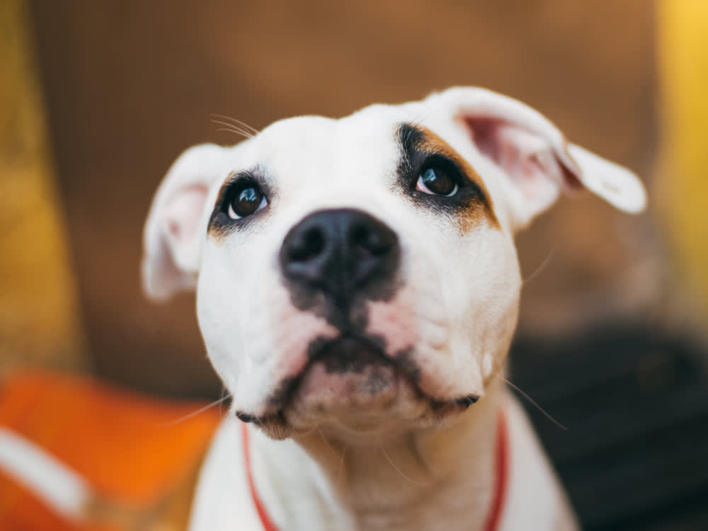What Is a Pit Bull, Exactly? · The Wildest