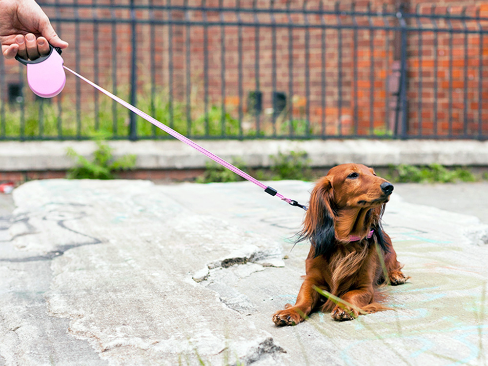 Cute Dachshund dog refusing to walk outside on a leash.