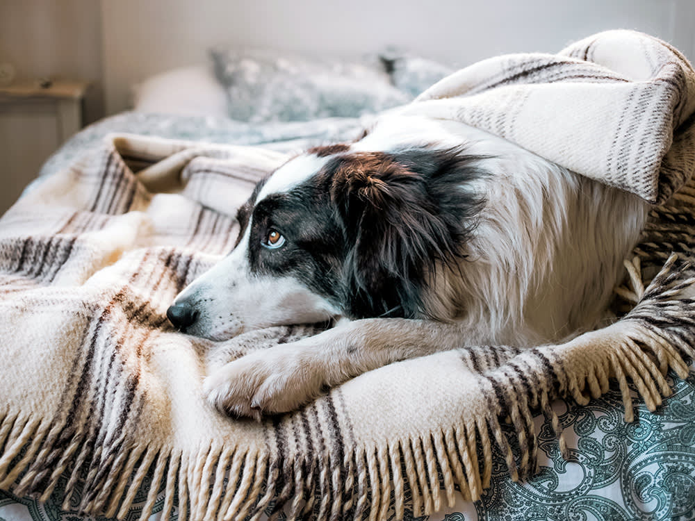 Sad dog laying underneath a blanket in bed.