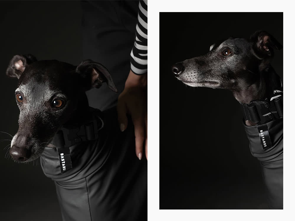 a greyhound in a Bastards coat