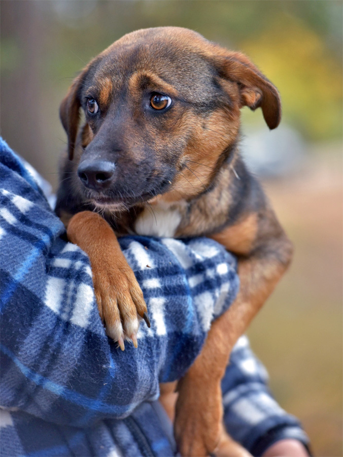 dog held in humans arms