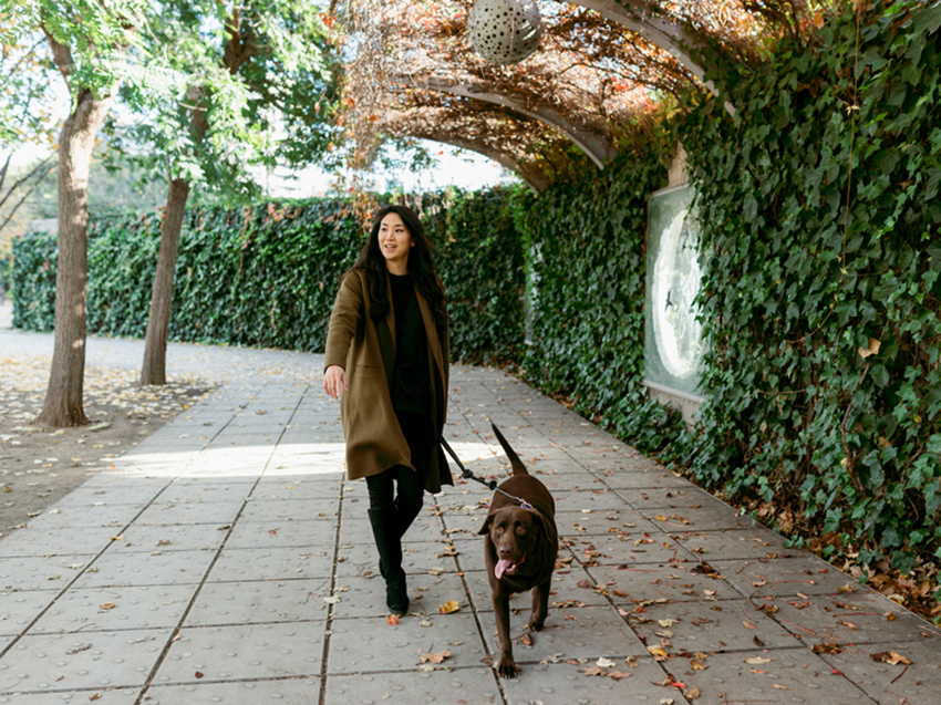 Dog Walking 101: How Often Should You Walk Your Dog · The Wildest