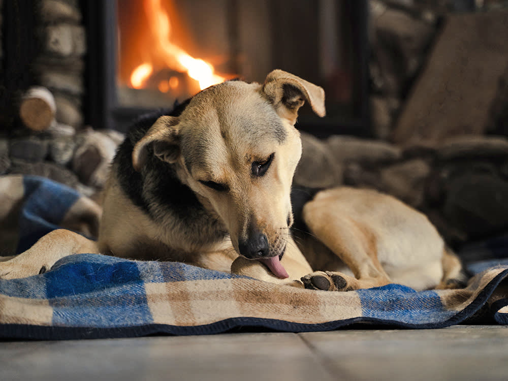 Dog licking its paw inside by the fire.